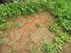 土壤板结的形成、危害以及调理方案